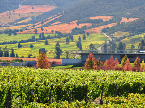 Ruta del Vino