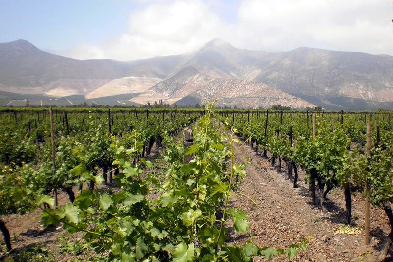 Viña Sánchez de Loira